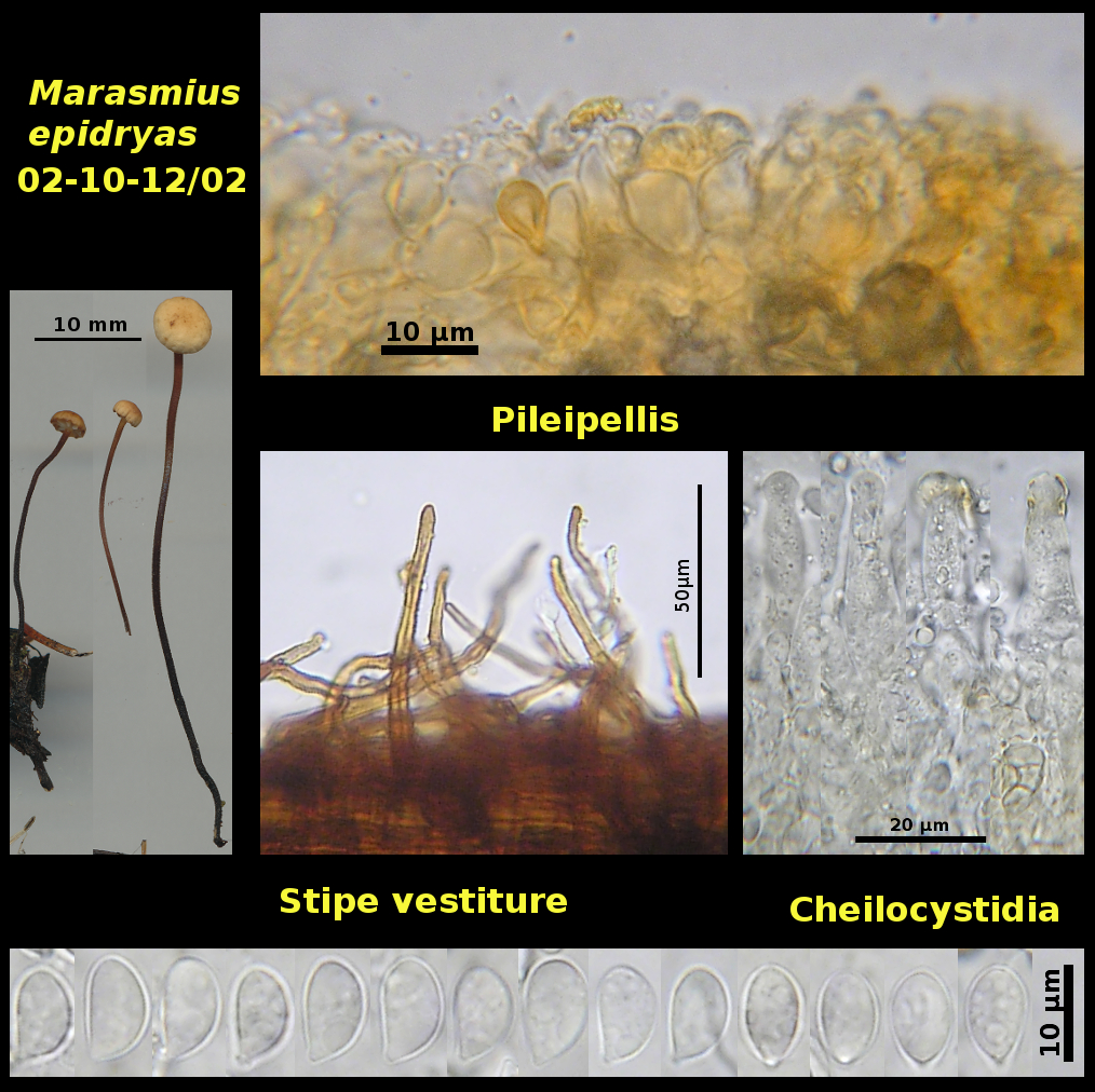 Picture of Marasmius epidryas